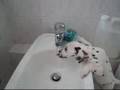 Tache mon Dalmatien boit au robinet à 2 mois