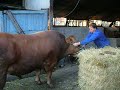 el toro del se�or Manolo