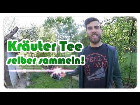 Kräutertee selber machen | Jetzt ist für viele (Wild-) Kräuter Sammelzeit!