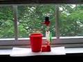 super cool bird drinking water endlessly