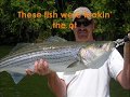 Big Tennessee Striper Pictorial with Shawn McNew
