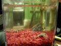 Our African Dwarf Frogs