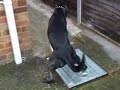 Arnie the dog