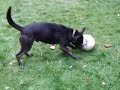 Arnie the dog