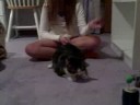 Re: How To Annoy Your Cat... The Nice Way! Other ideas too