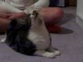Re: How To Annoy Your Cat... The Nice Way! Other ideas too
