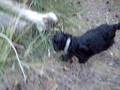 videos de svart terrier