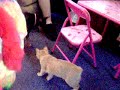 cat boxing with dog cat boxing with dog
