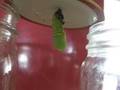 videos de Monarch Chrysalis