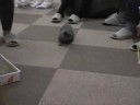 あんこちゃん＠ねころび　Cute Kitty 