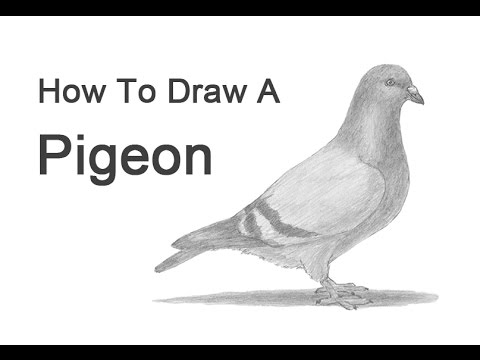 how to draw pigeon step by step