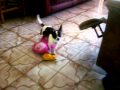 EL PERRO DE KARLY SINGANDO CON UN PELUCHE!!!!!!!!