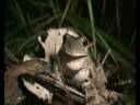 Rain Frogs # 2