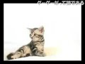 ちびグーグーだって猫である　⑦