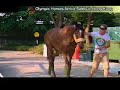 Olympic Equine Athletes enjoy travelling First-Class