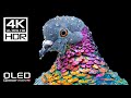 4K VIDEOS | INCREDIBLE DOLBY VISION HDR 4K 60 FPS (8K / 4K T ..