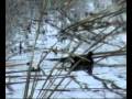 Vídeo exemplificativo de um fim de semana de observação de aves