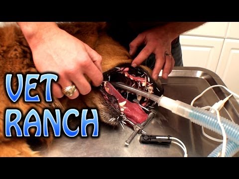 how to remove quills from a dog