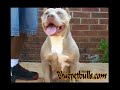 Blue Pitbull Blue Pitbull