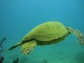 Koloa Landing (Kauai dive video)