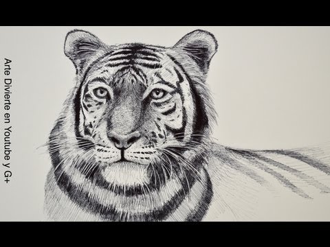 Tigre - Visítame en FB: https://www.facebook.com/LeonardoPereznieto Sigue Arte Divierte en Google+: http://goo.gl/BZLAA0 Si quieres invertir en un dibujo, pintura o ...