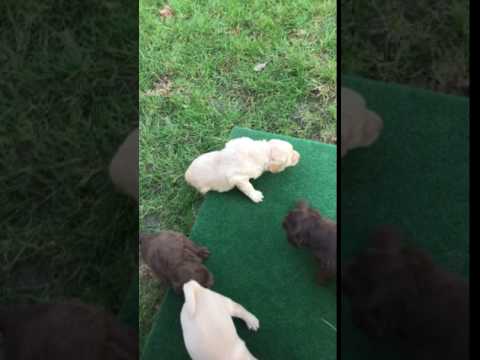 Carmel Latte puppies playing outside