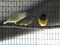 Julieg54 - GOULDIAN PARENTS TOO KEEN