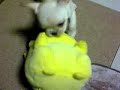 Pikachu VS French Bulldog Puppy \"Fuku\"  no.003