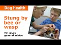 What Do You Give a Dog for a Bee Sting