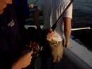 ROCK FISH- Chesapeake Bay