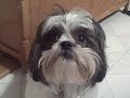 Really Cute Shih Tzu ( Lily ;0] !!! )