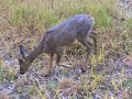Roe buck stalking 3- Wiltshire, UK