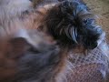 Maine Coon Schnauzer Love