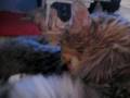 Maine Coon Schnauzer Love