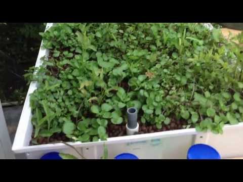 how to harvest kangkong