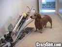 Good Dog, fetch...