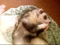 grooming Ferret ??-????????? grooming Ferret ??-?????????