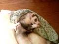grooming-Ferret