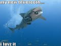 Very Funny Animals