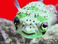 Very Funny Animals