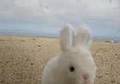 YouTube - Beach Bunny