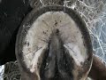 Keeping it simple. NOT ALL BAREFOOT TRIMS ARE EQUAL! YOU CAN learn to do your own horses hooves! Learn what a natural trim TRULY is.