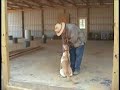 Passive Alert Scent Detection Labradors