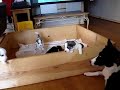 Naught seppala puppies