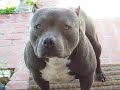 WWW.HASAMMYSBLUEPITS.COM WWW.HASAMMYSBLUEPITS.COM