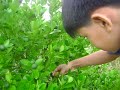 calamansi calamansi