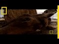 Ticks Can Kill Moose?