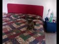 il-gattocane-incredibile.html