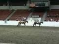 Im In Denile - 5th Amateur HUS 2008 Region 4 show