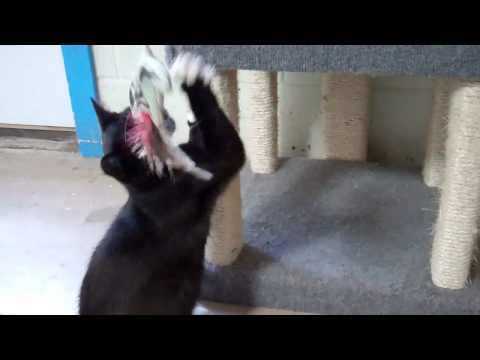 how to decide whether to adopt